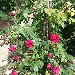 Πανσιόν Le Logis Du Rocher 3*