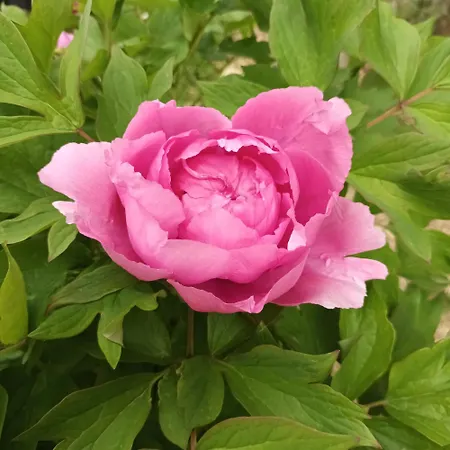 Le Logis Du Rocher Guest house 3*