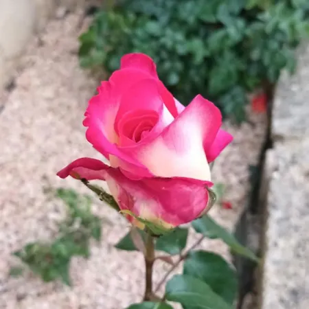 Le Logis Du Rocher Casa de hóspedes 3*