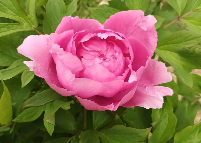 Le Logis Du Rocher ゲストハウス 3*