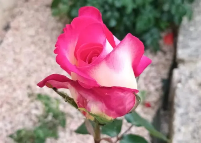 Le Logis Du Rocher ゲストハウス 3*