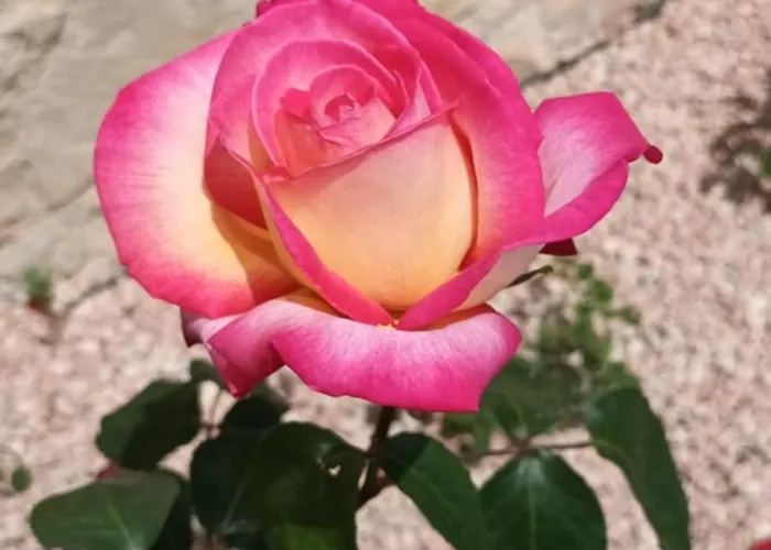 Le Logis Du Rocher 招待所